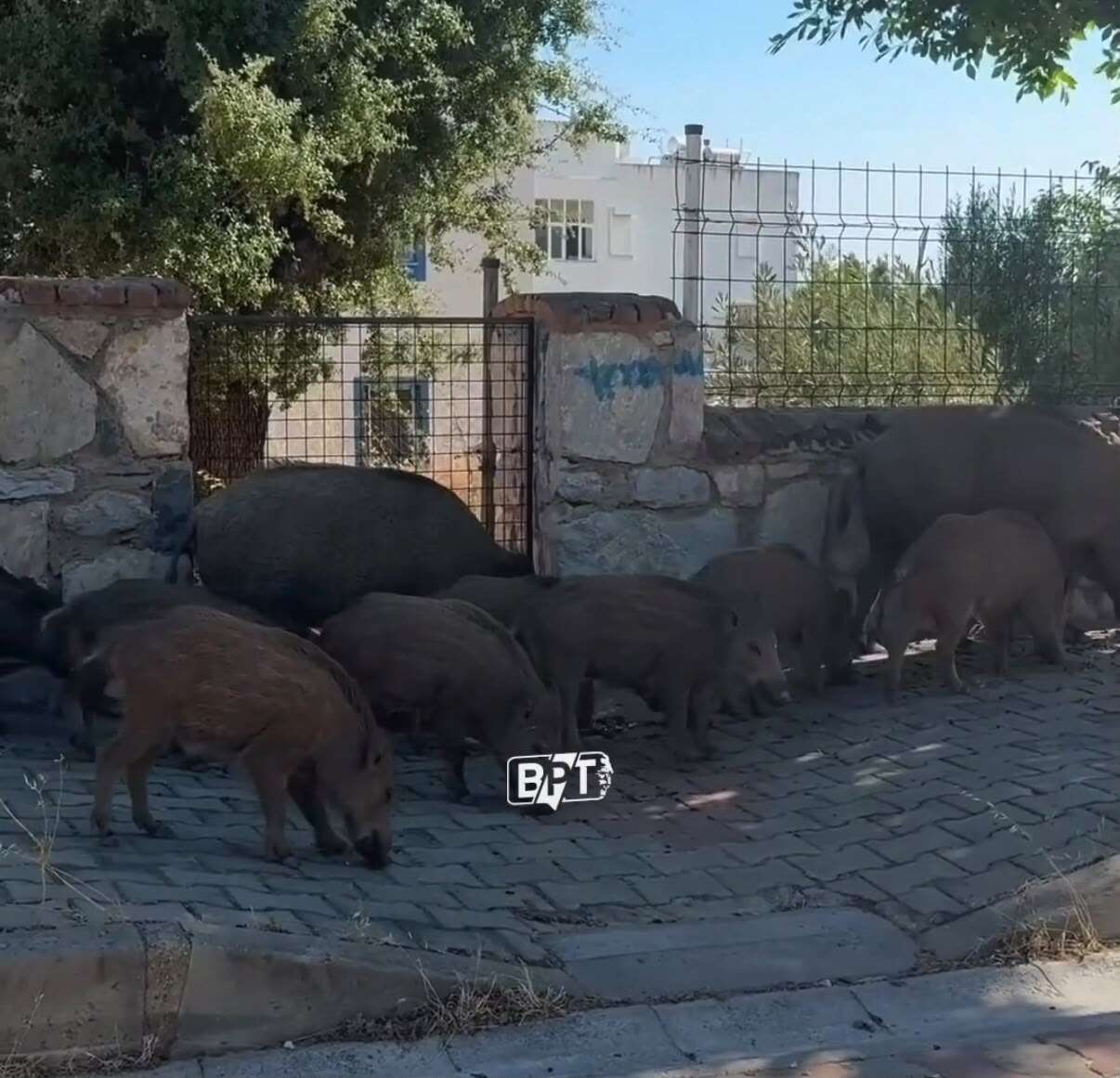Bodrum’da Şehir Merkezinde Domuz Sürüsü Görüntülendi 2